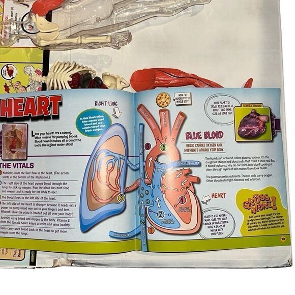 SmartLab Multicolor 29Pcs Educational Squishy Human Body Anatomy Model Kit 12" - Picture 6 of 9